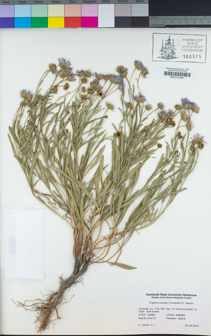Erigeron robustior photo 6