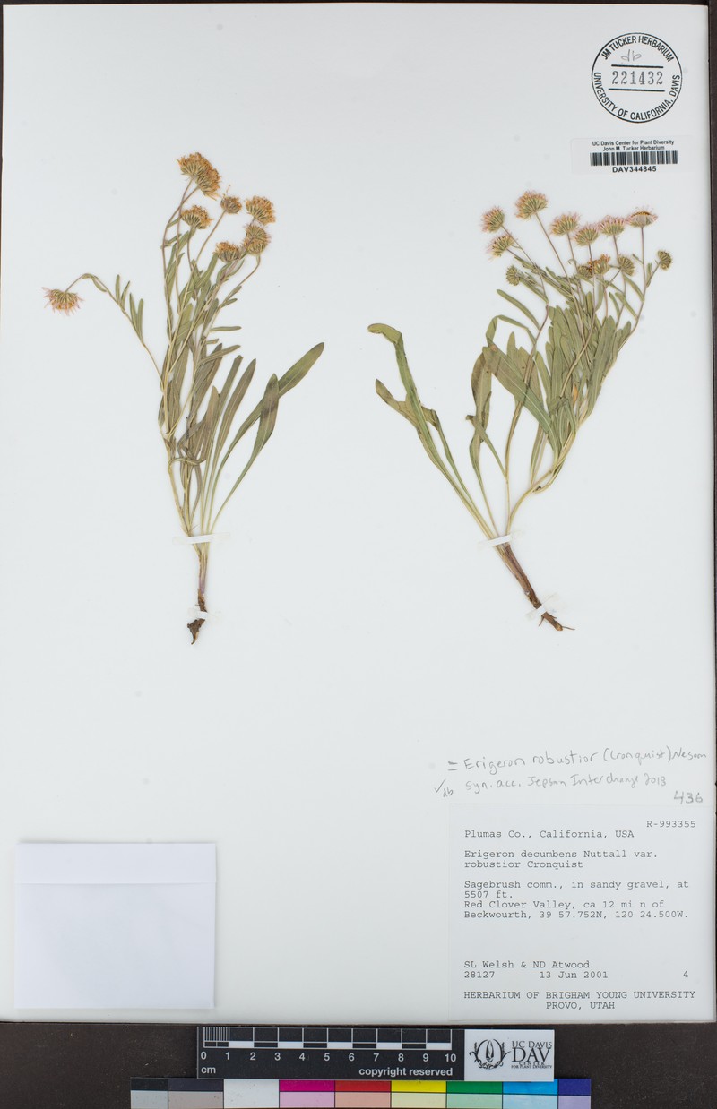 Erigeron robustior photo 8