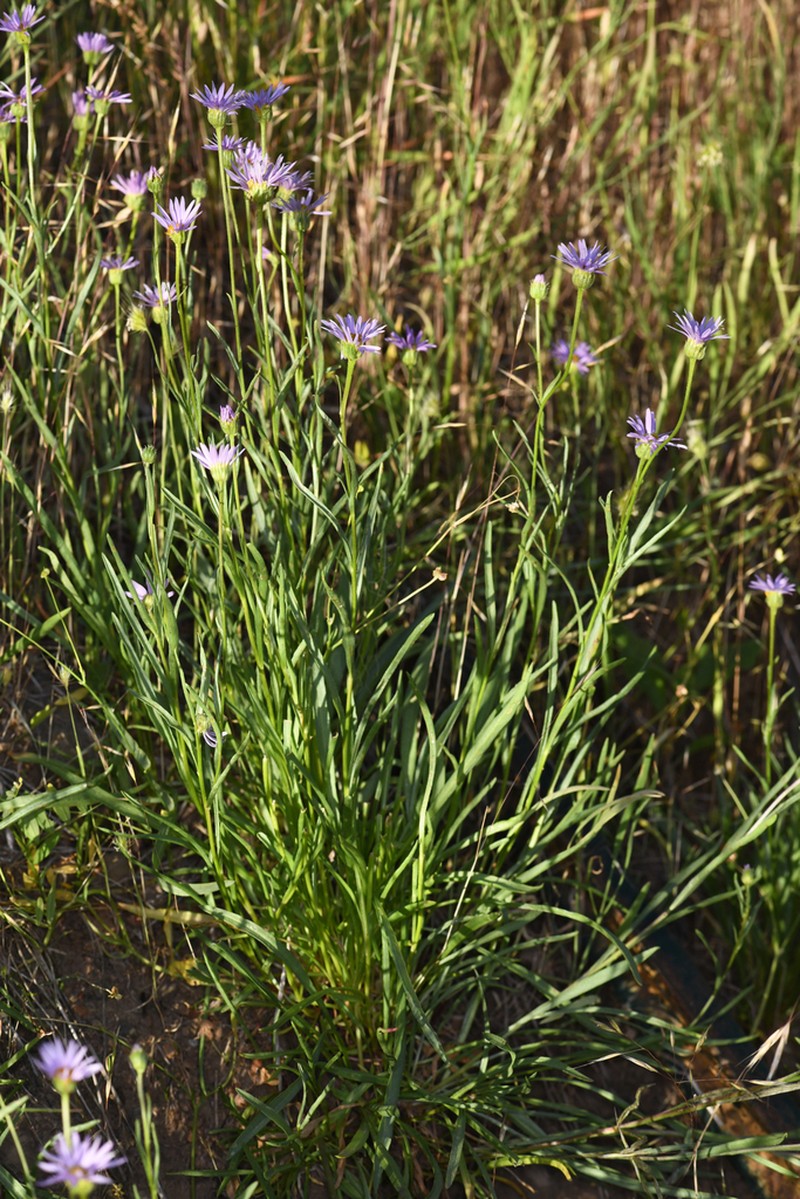 Erigeron robustior