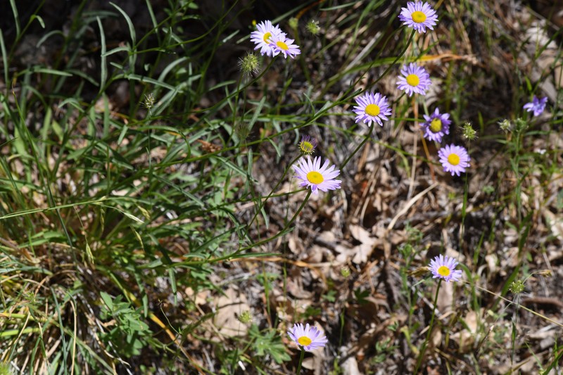 Erigeron robustior photo 2