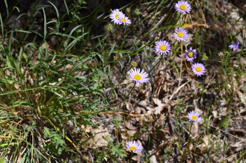 Erigeron robustior photo 4