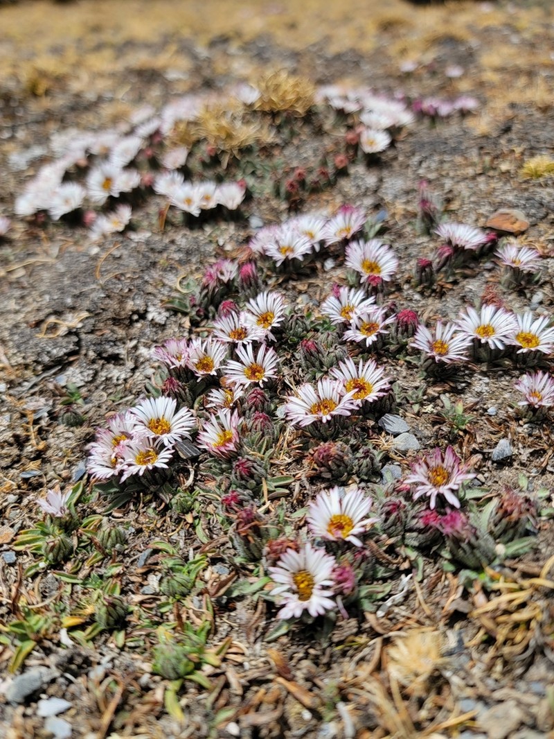 Erigeron rosulatus photo 2