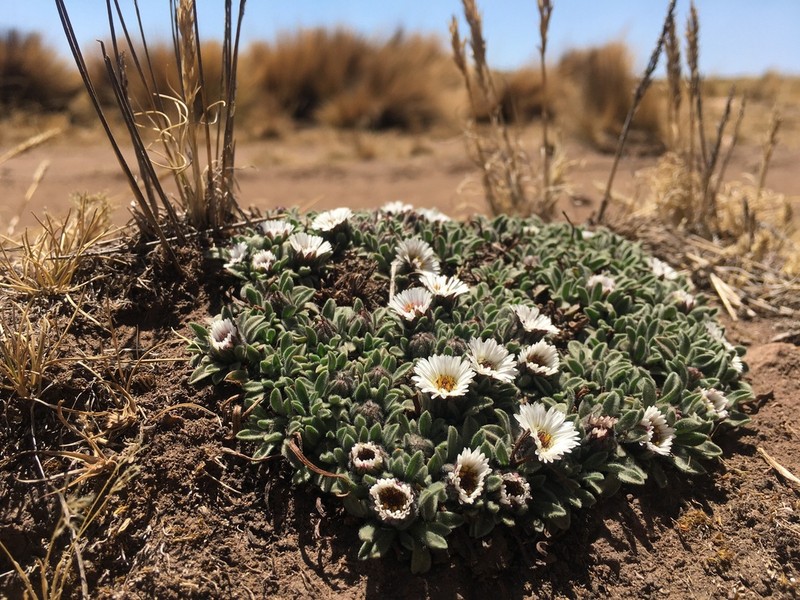 Erigeron rosulatus photo 3