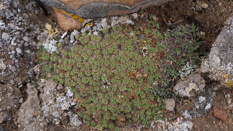 Erigeron rosulatus photo 4