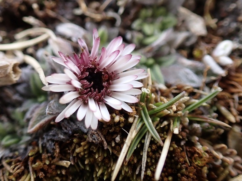 Erigeron rosulatus photo 5