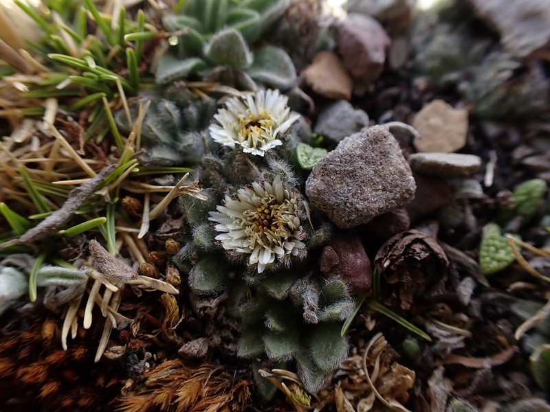 Erigeron rosulatus photo 6