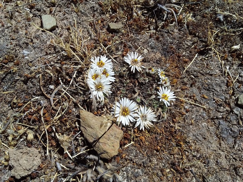 Erigeron rosulatus photo 7