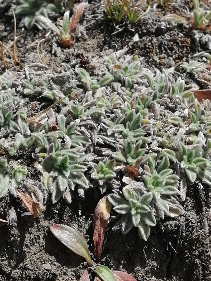 Erigeron rosulatus photo 8