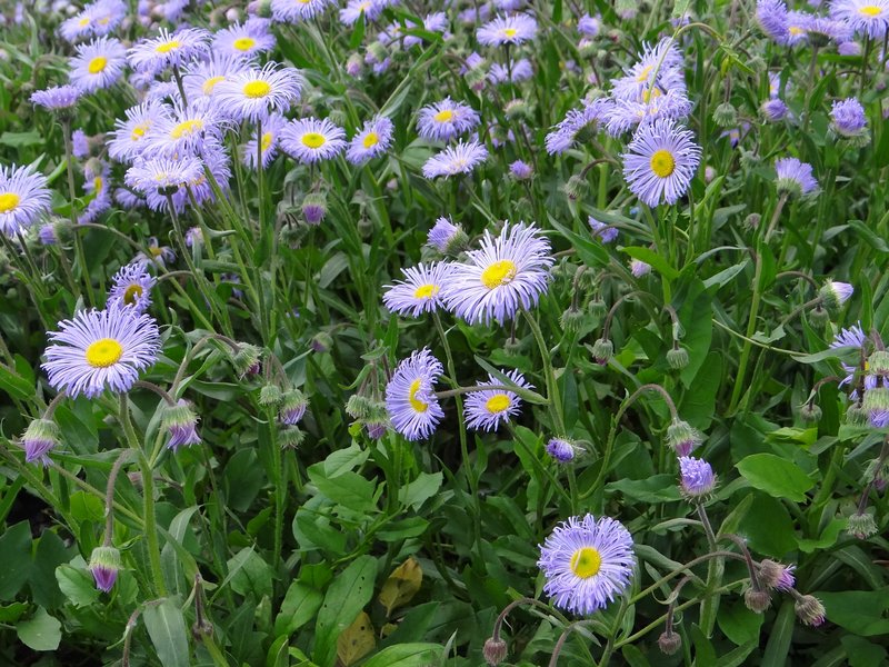 Erigeron roylei photo 2