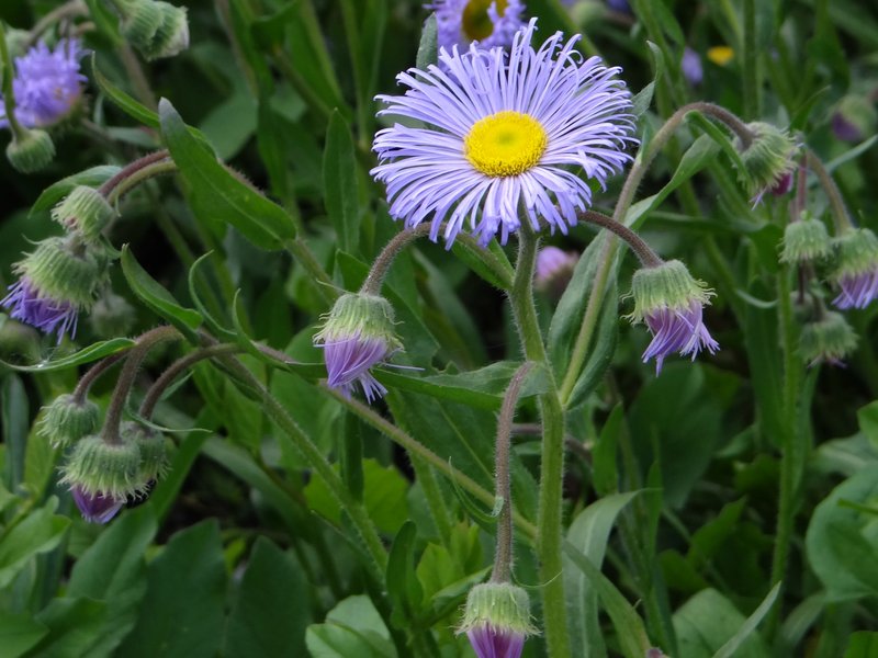 Erigeron roylei photo 3