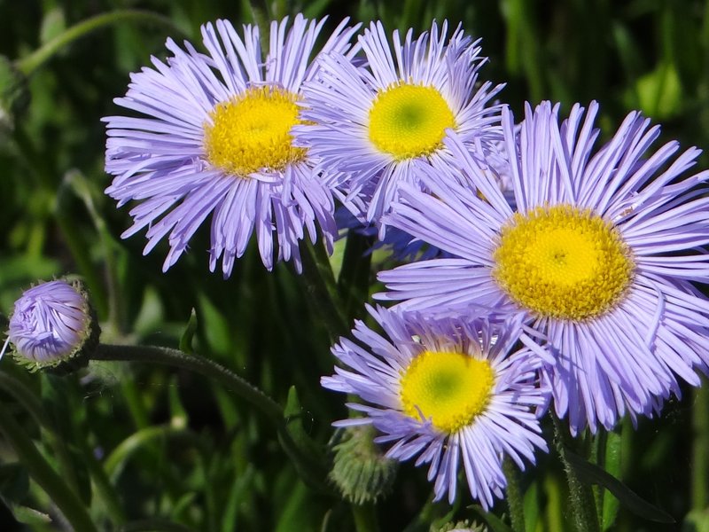 Erigeron roylei photo 4