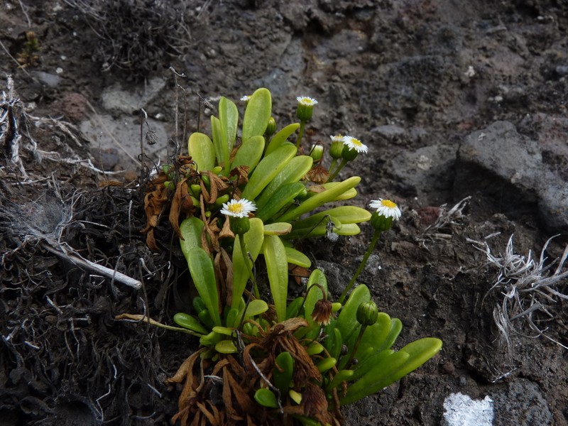 Erigeron rupicola photo 2