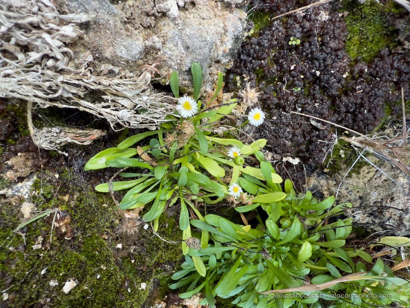 Erigeron rupicola photo 3