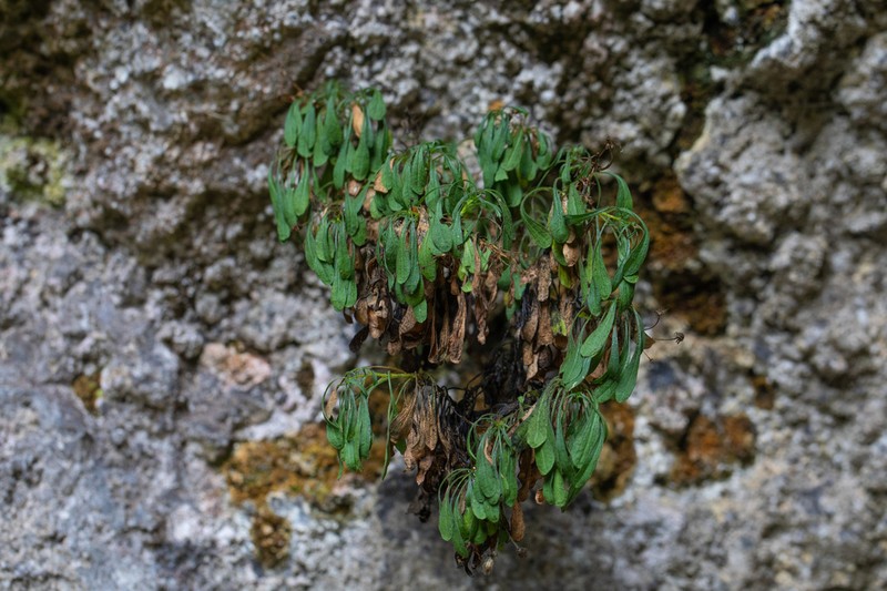 Erigeron rupicola photo 4