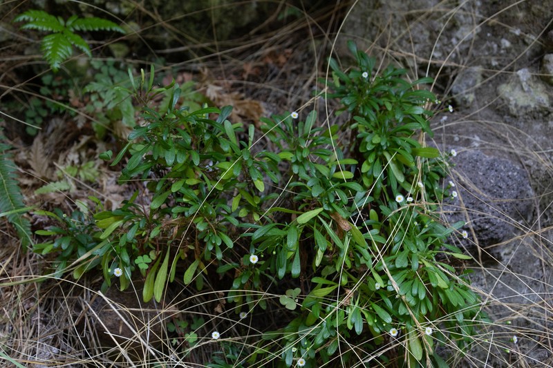 Erigeron rupicola photo 5