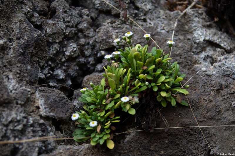 Erigeron rupicola photo 7