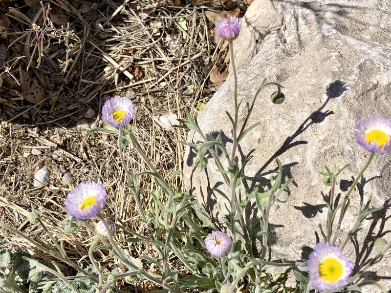 Royal Fleabane photo 3