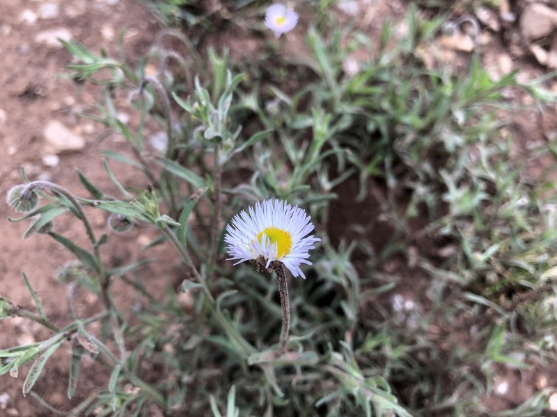 Royal Fleabane photo 4