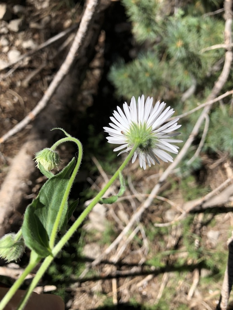 Royal Fleabane photo 5