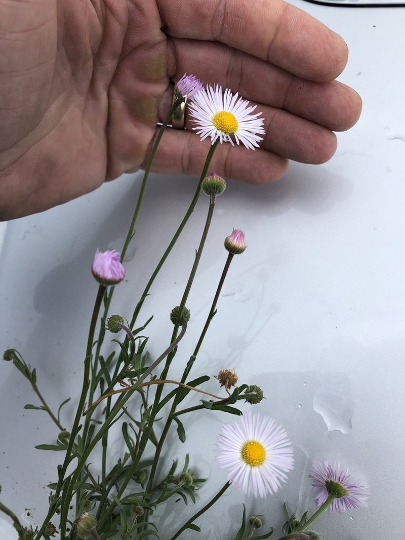 Royal Fleabane photo 6