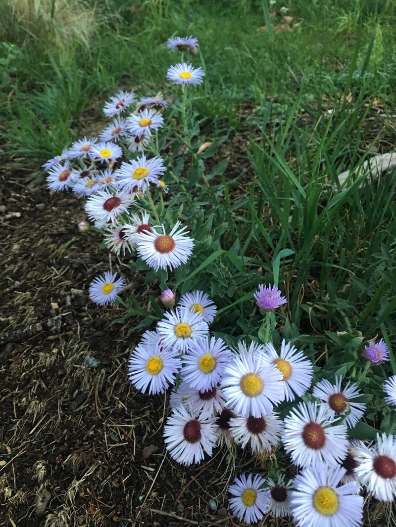 Royal Fleabane photo 7