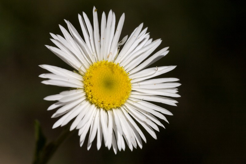 Royal Fleabane