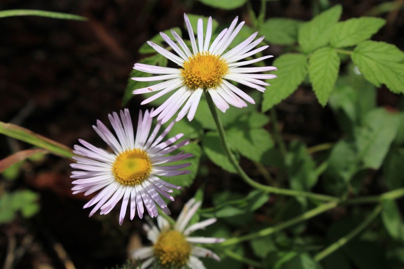 Royal Fleabane
