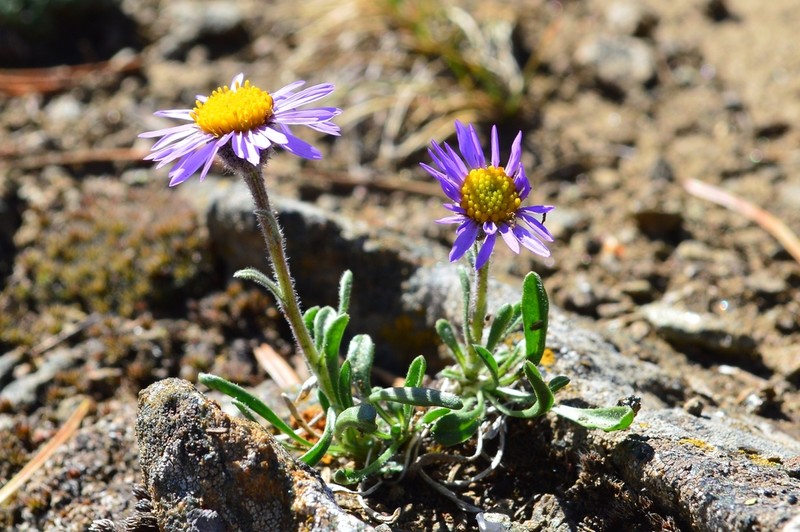Rydberg's Fleabane photo 4