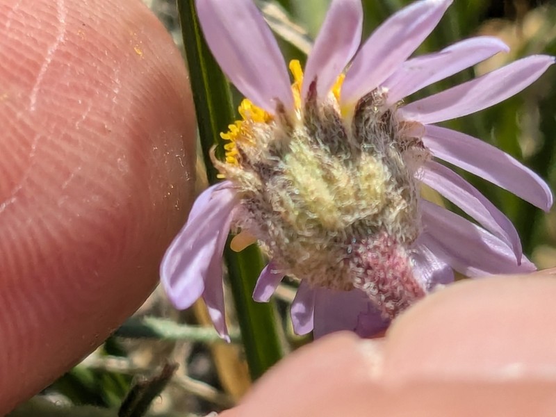 Rydberg's Fleabane photo 5