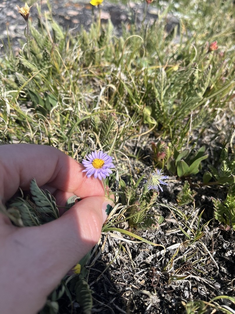 Rydberg's Fleabane photo 6