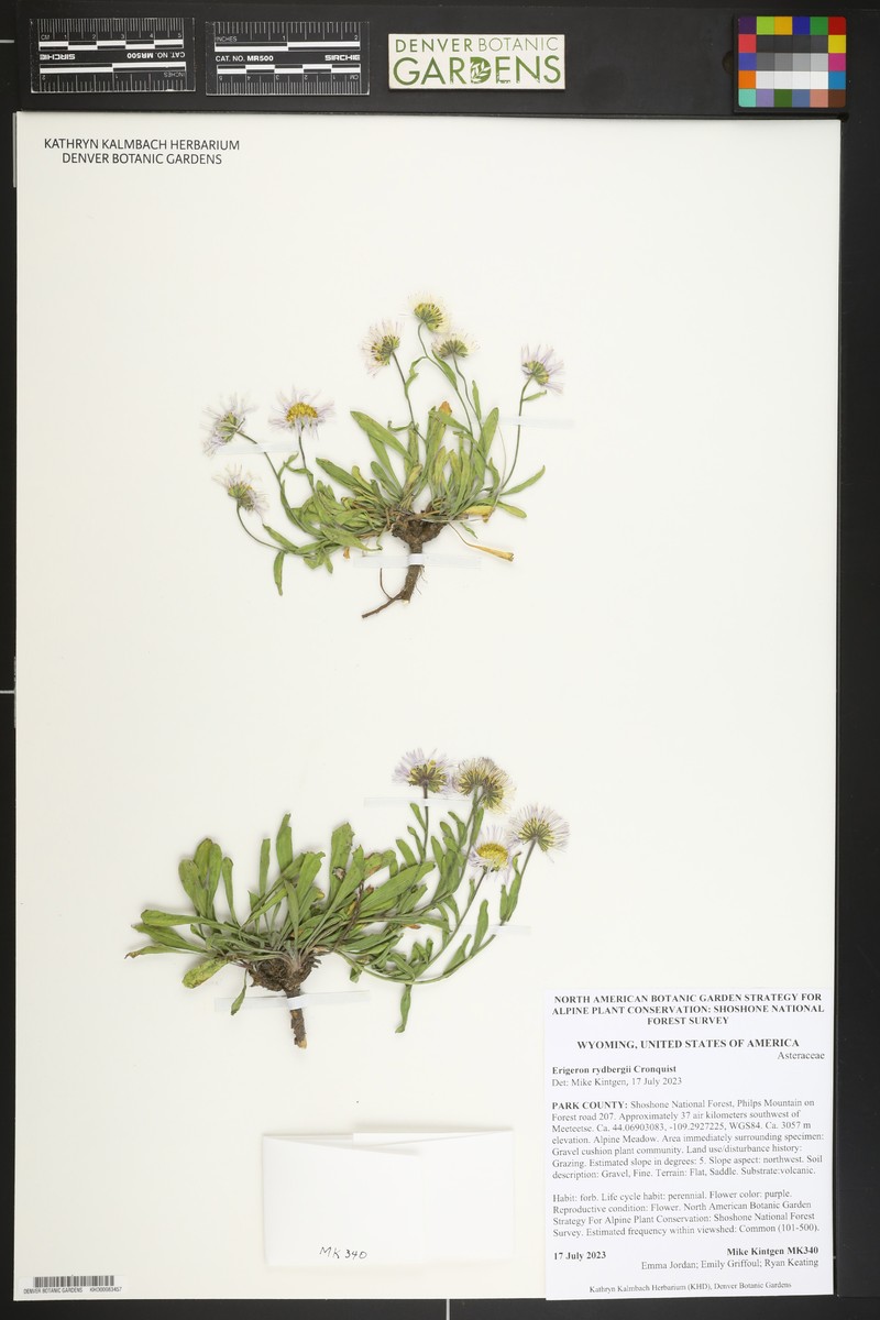 Rydberg's Fleabane photo 7