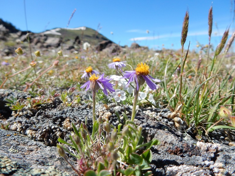 Rydberg's Fleabane
