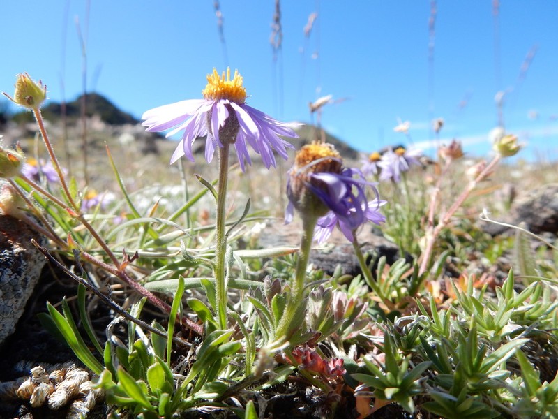 Rydberg's Fleabane