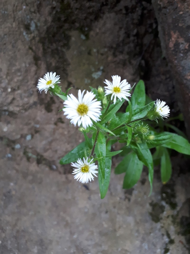 Erigeron sachalinensis