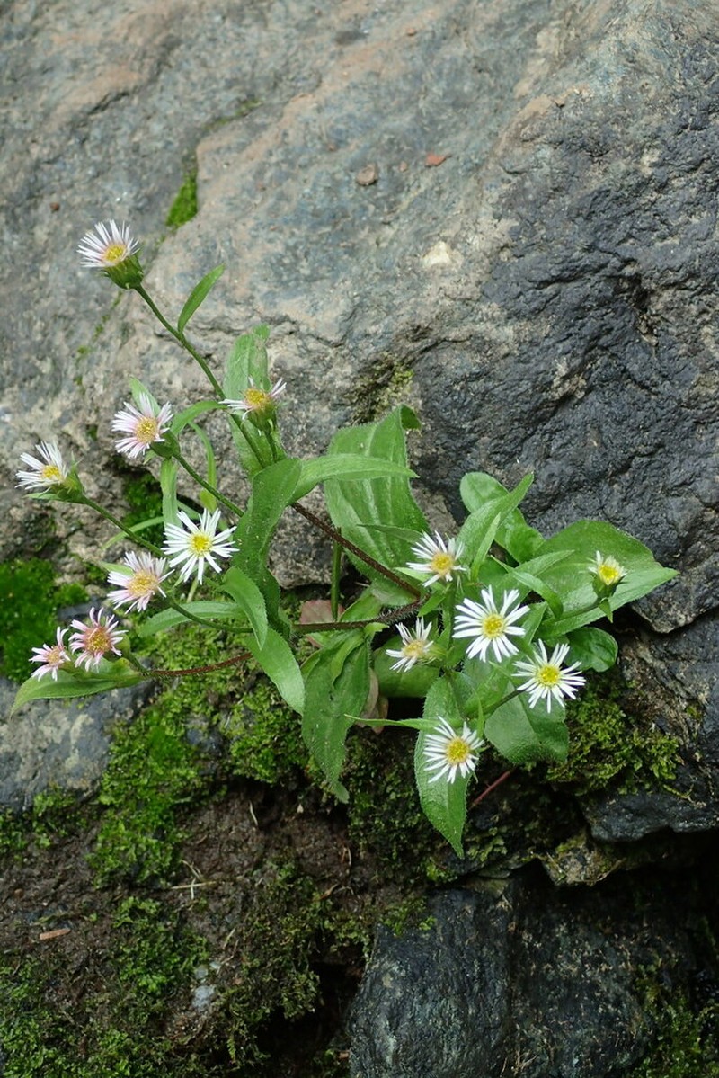 Erigeron sachalinensis photo 2