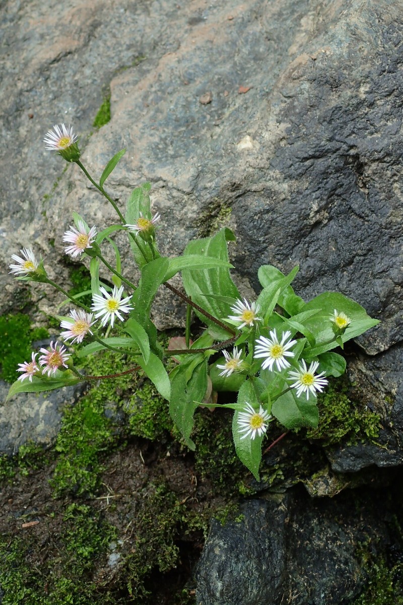 Erigeron sachalinensis photo 3