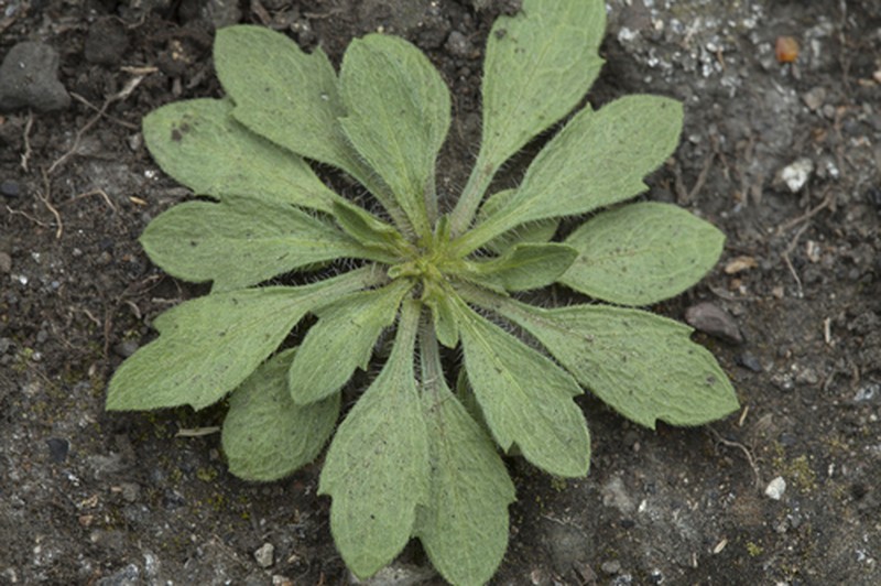 Erigeron sachalinensis photo 4