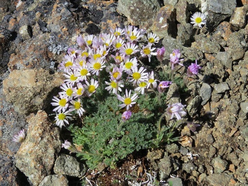 Star Peak Fleabane