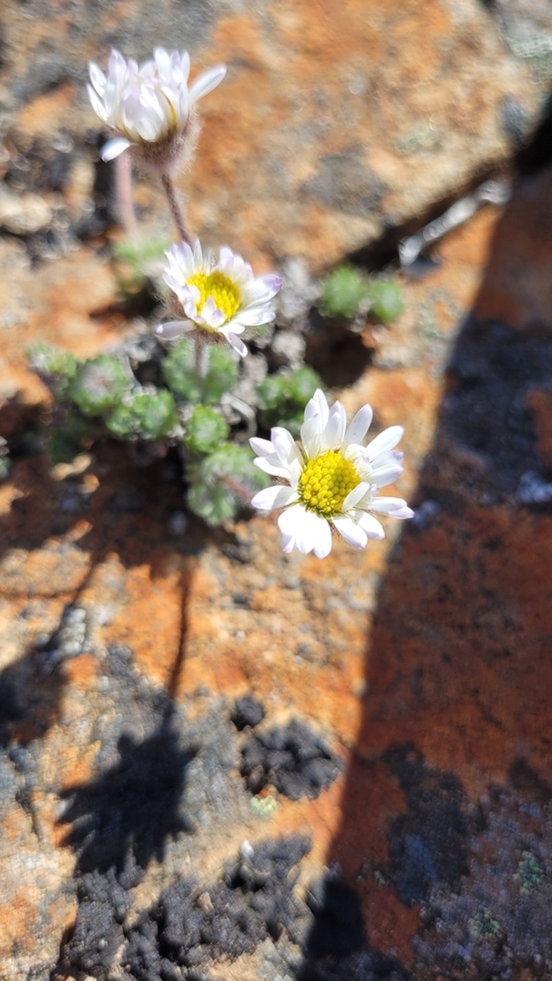 Star Peak Fleabane