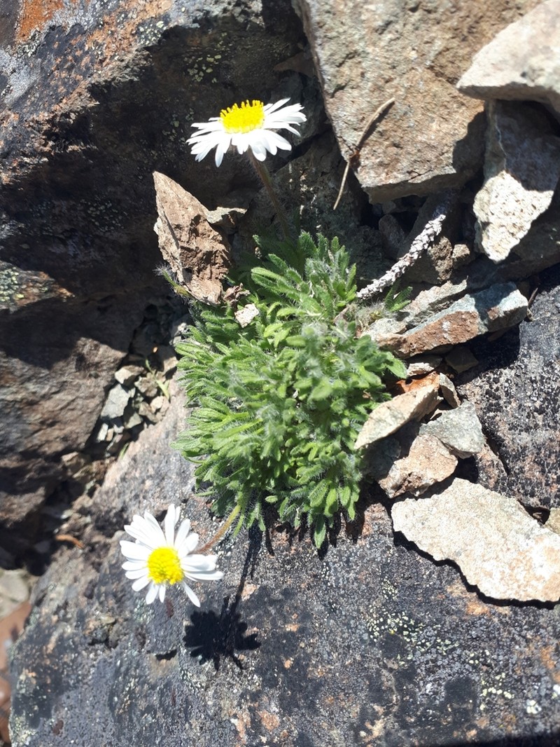 Star Peak Fleabane photo 2