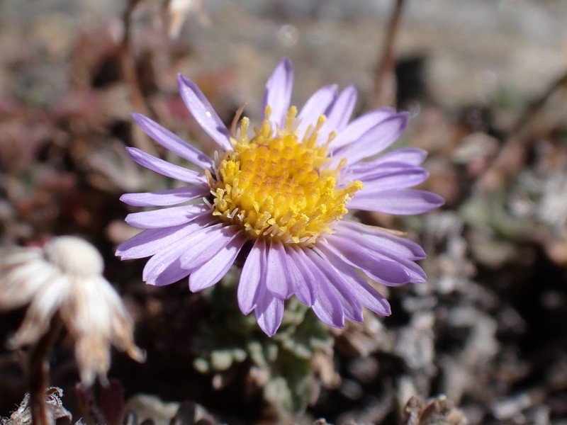 Star Peak Fleabane photo 3