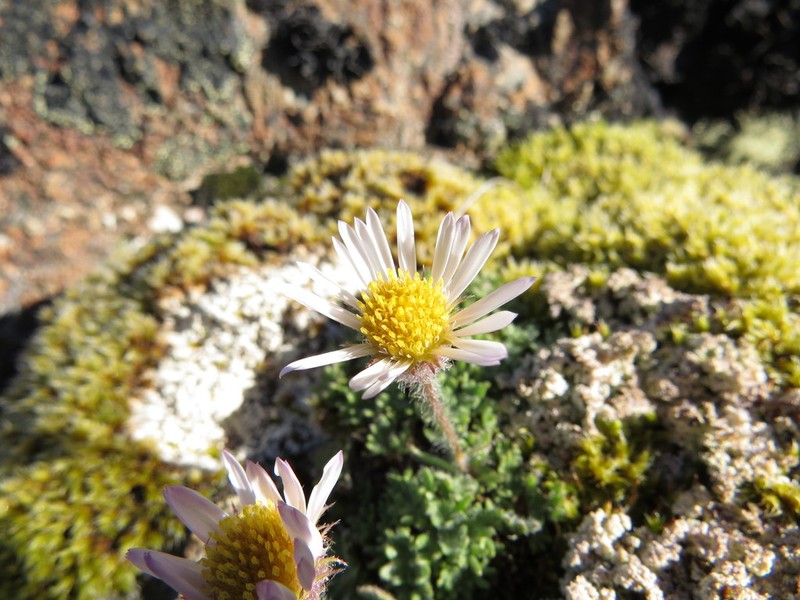 Star Peak Fleabane photo 4