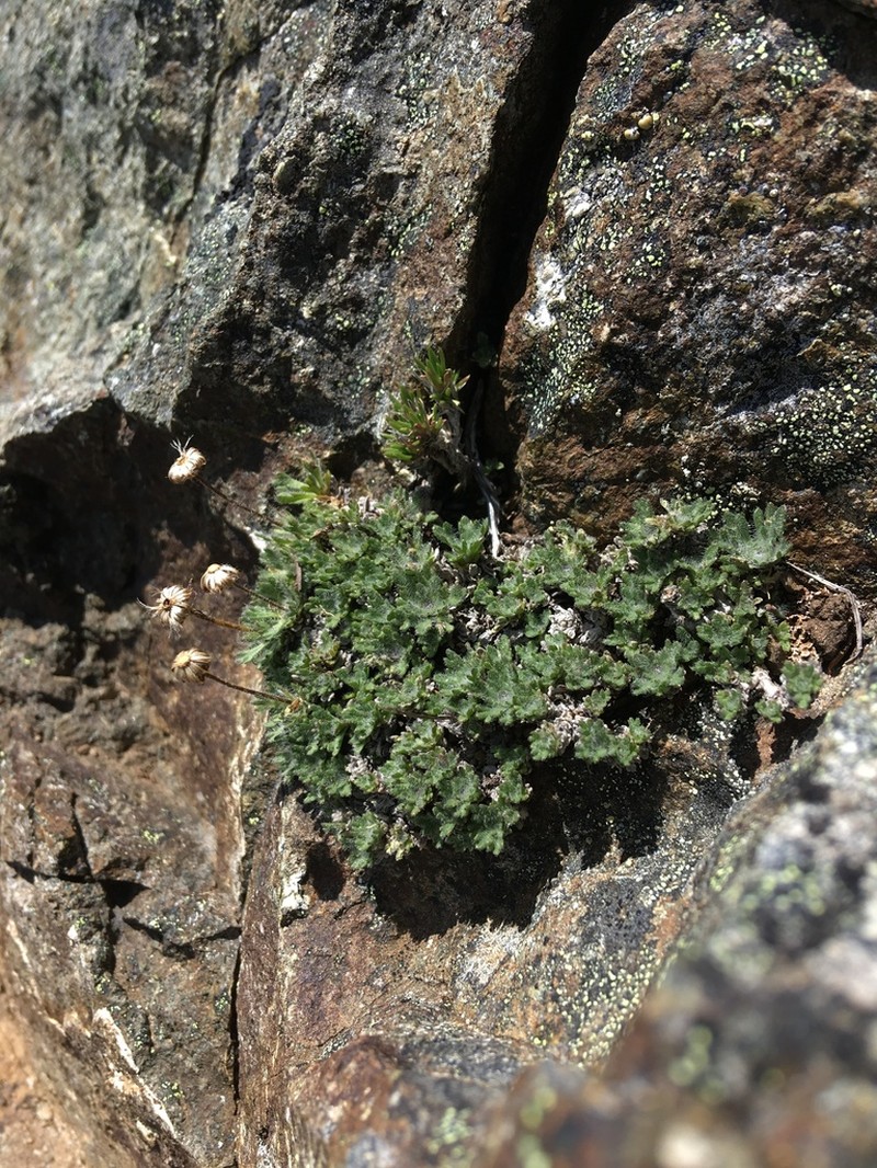 Star Peak Fleabane photo 5