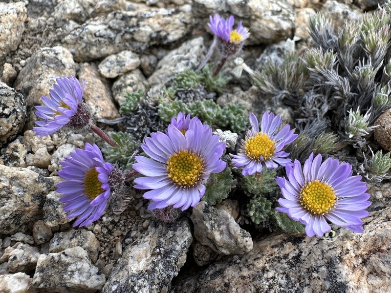 Star Peak Fleabane photo 6