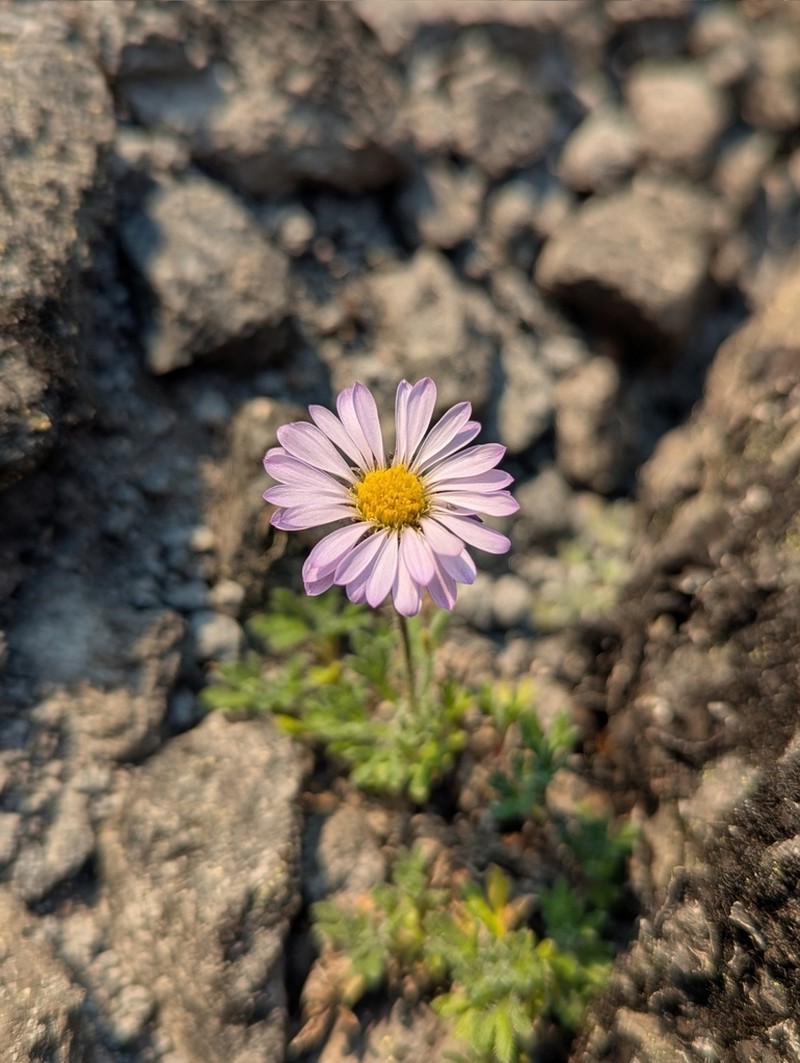 Star Peak Fleabane photo 7