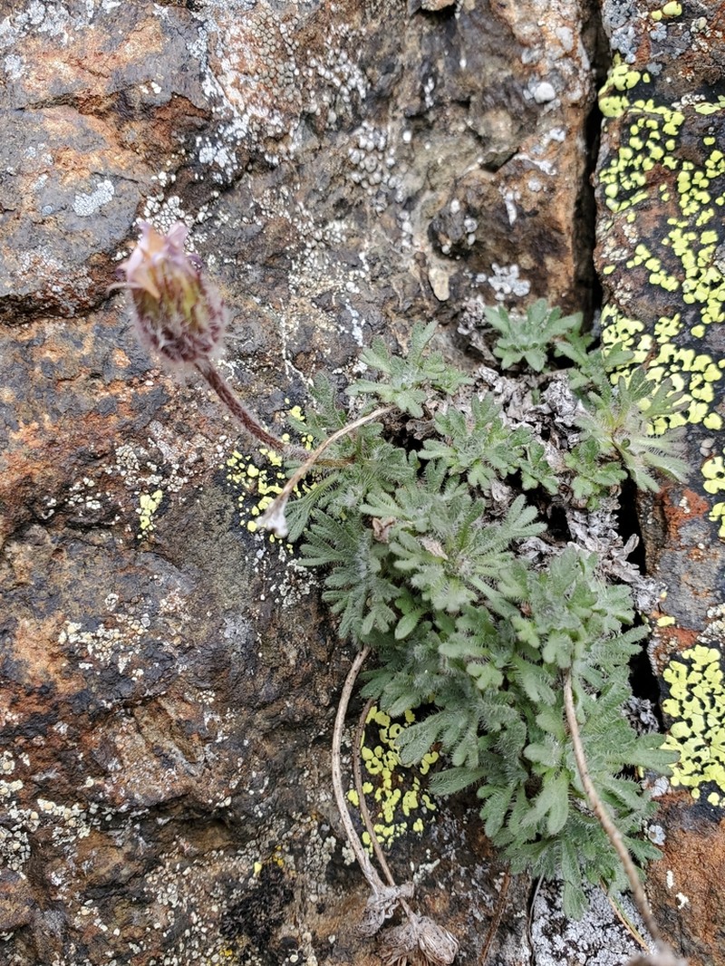 Star Peak Fleabane photo 8