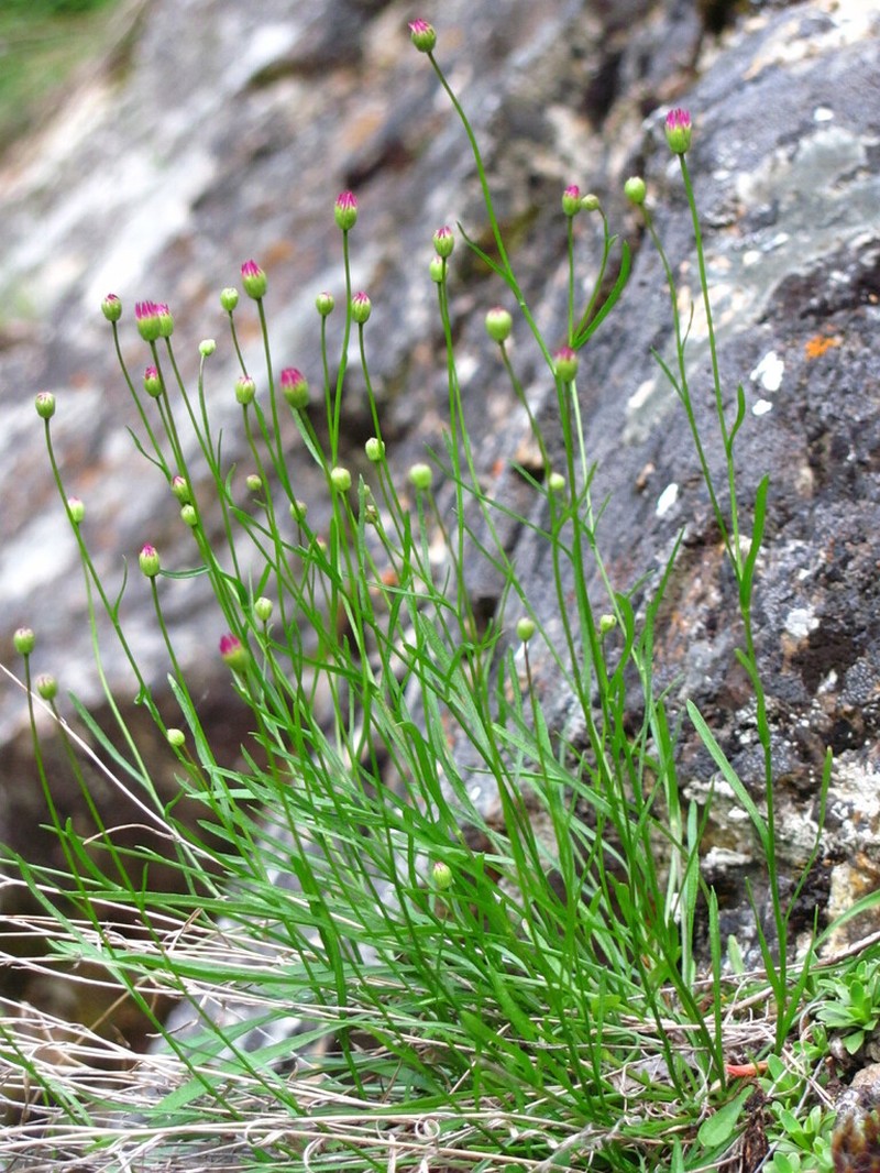 Salmon River Fleabane