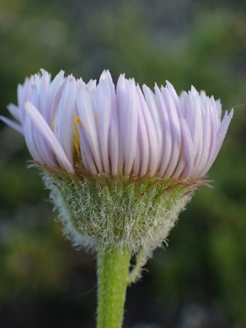 Saints Fleabane