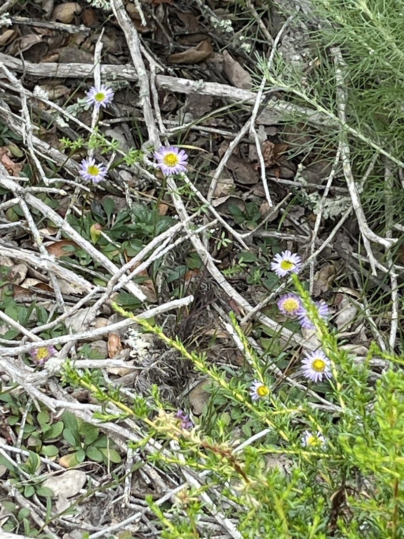 Saints Fleabane photo 2