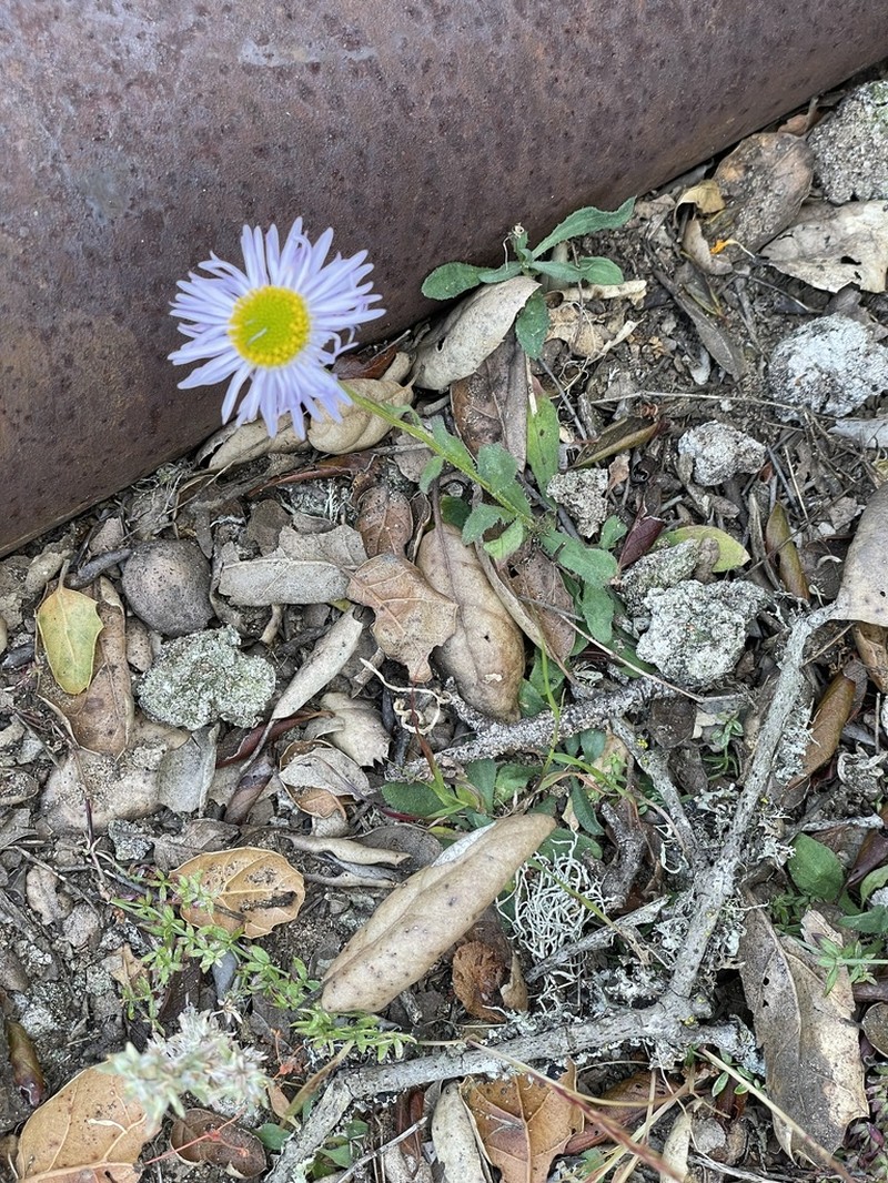 Saints Fleabane photo 3